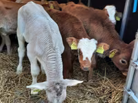 Buğa, Simmental cattle — foto 3