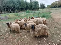 羊（ロット、性別未指定）, Racka sheep — 写真 2