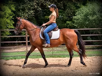 Kobila, Standardbred — fotografija 2