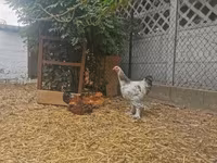 Brahma — Foto 4