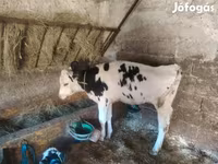 Krowa, Russian Black pied cattle — zdjęcie 1
