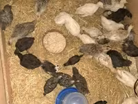 Turkeys — photo 4