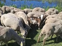 Ziegenbock, Ziegen — Foto 2