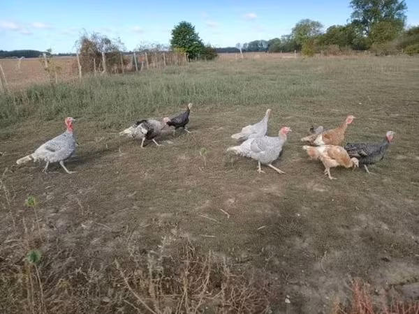 Turkeys — Hongrie