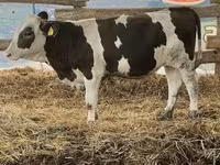 公牛, Russian Black pied cattle — 照片 2