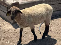 Ovan, Hampshire sheep — fotografija 2