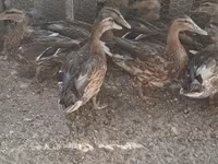 Ducks — الصورة 1