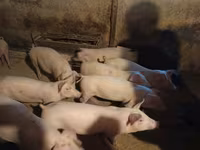公猪 — 照片 3
