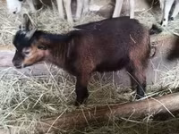 Billy Goat, Goats — photo 5