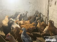 Guinea fowl — الصورة 5