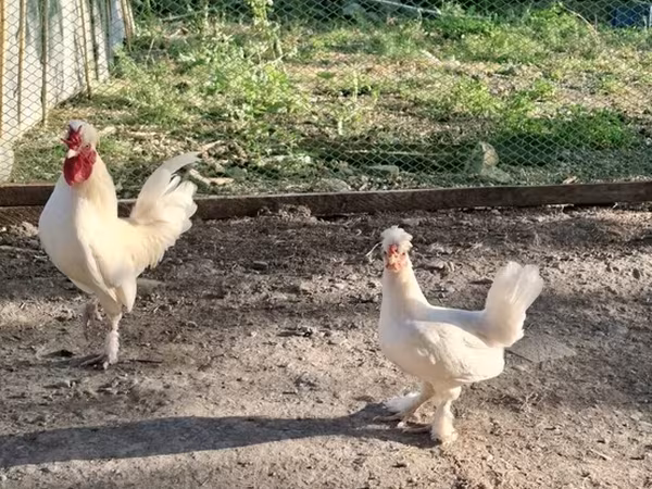 Chickens