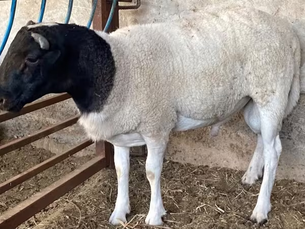 Ovan, Dorper sheep