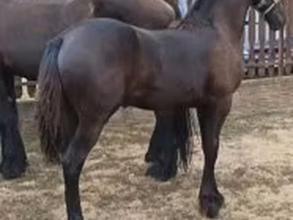 Kobila, Friesian