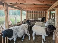 公羊, Dorper sheep — 照片 1