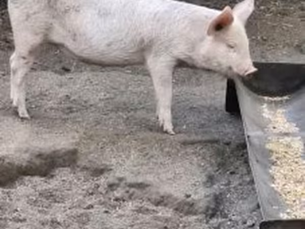 Krmača, Вьетнамская вислобрюхая