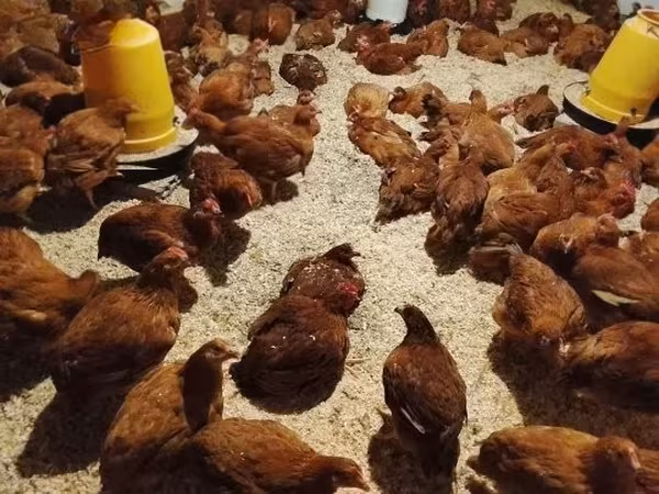 Chickens — Macarıstan