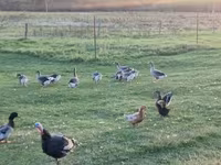 Geese — foto 2