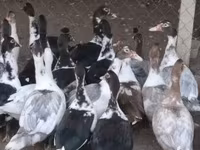 Ducks — Foto 1