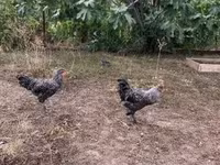 Chickens — الصورة 1