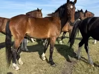 Kobyła, Dutch warmblood horse — zdjęcie 1