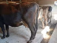 Krowa, Swiss cattle — zdjęcie 2