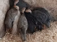 Guinea fowl — fotografija 1