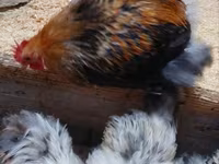 Pekinška bantam — fotografija 5