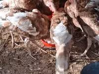 Turkeys — fotografija 1