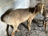 Ovca, Katum sheep — fotografija 3
