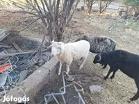 Ram, Merino sheep — photo 4