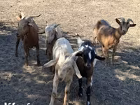 Billy Goat, Goats — photo 2