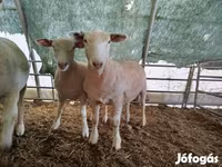 भेड़, Ile-de-France sheep — फ़ोटो 3