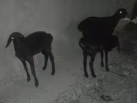Ovca, Karakul sheep — fotografija 1