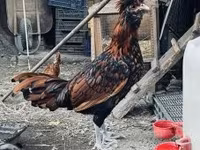 بادوفانا — الصورة 1