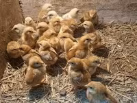 Chickens — zdjęcie 2