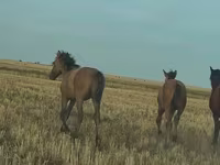 Pastuv, Bashkir horse — fotografija 8