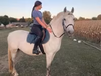 Pastuv, Hungarian horse breed — fotografija 4