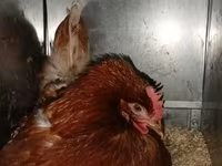 Chickens — foto 6