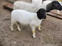 Bélier, Dorper sheep — photo 3