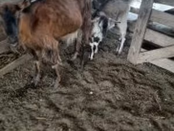 Ziegenbock, Ziegen