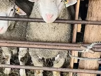 Carnero, Ile-de-France sheep — foto 5