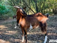 Ziege, Ziegen — Foto 1