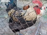 Ajam cemani — fotografija 3