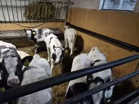 Goveda (partija, pol nije naveden), Russian Black pied cattle — fotografija 1
