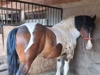 Cheval, Gypsy horse — photo 1