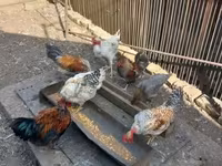 Chickens — الصورة 1