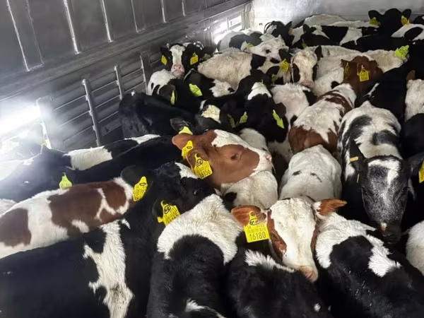Goveda (partija, pol nije naveden), Russian Black pied cattle