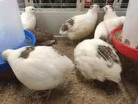 Quails — fotografija 1