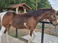 At, Hungarian horse breed — foto 1