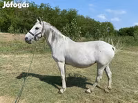Stute, Lipizzaner — Foto 2